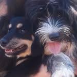 ❤Nick&Maya🐶🐶 - @pet.love10 - Instagram