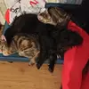 Nick Mercer - @nick.mercer6 - TikTok
