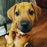 Nick Nicastro - @otisadventurestx - Instagram
