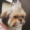 nick_nanudo - @nick_nanudo - TikTok