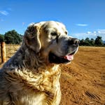 Nick Oakley - @nickster_16baking - Instagram