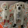 Nick e Olivia - @nick.e.olivia - TikTok
