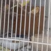 Nick Pace - @nick.pace76 - TikTok