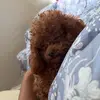 Nick Pan - @nick.pan5 - TikTok