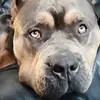 Nick Papajohn - @nick.papajohn - TikTok
