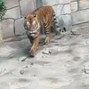 Nick - @parrella.nick - TikTok