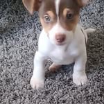 Nick Pattimore - @nickpattimore - Instagram