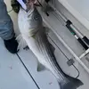 BigBassNikko - @nickpecoraro7 - TikTok