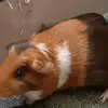 nick and peebles family - @antonio14902 - TikTok