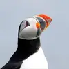 Nick Peebles682 - @westistheneweast - TikTok