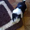 Nick Pet  - @nnickpeett - TikTok