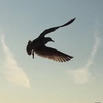 Nick Pell - @pell4860 - Instagram