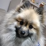 @nick.pelliciari - Instagram