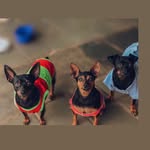 NICK, NINA & PELLY🐶❤️🐾 - @familiapinscher1 - Instagram