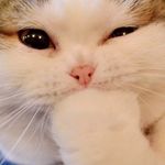 Nick Peltier - @nicole.peltier.944 - Instagram