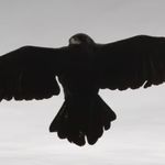 Nick Pennell - @nickpennellburn - Instagram