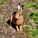 Nick Pepper - @thenickpepper - Instagram