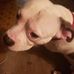 Nick Perilli - Facebook