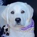 Nick Perrella - Facebook