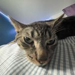 Nick Persaud - @nick.persaud033 - Instagram