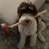 Nick.Persichetti - @nick.persichetti - TikTok