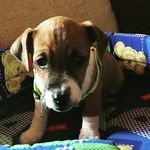 Nick Petit - @nick_petit.18 - Instagram