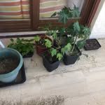 Nick Petridis - @petridis.nick - Instagram