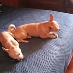 Nick Petrovich - Facebook