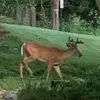 Nick_Petty - @nick_petty - TikTok