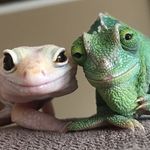 Nick Phelps - @yophelpsy - Instagram