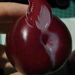 Nick pieper - @peepsiscool977 - Instagram
