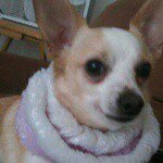 kenia's dog 💟 - @pregnant.nick - Instagram