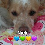 nick procópio - @nick_procopio - Instagram