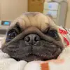 Pug Nick - @nickpugauau - TikTok