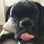 Nick Puleo - @puleonick - Instagram