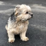 Nicholas Pulice - @akskipatrol - Instagram