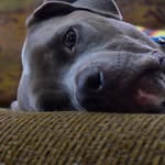 Nick Pulliam - @nick_pulliam123 - Instagram