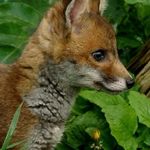 Nick Pyles - @sgt_red_fox - Instagram