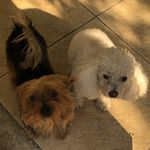 Nick - @nick.ralph.dog - Instagram