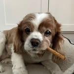 @nick_.rini - Instagram