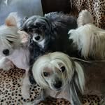 cão de crista - @nick_romeo_preta_toy - Instagram