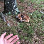 Nick Rutledge - @nickyboyrutledge - Instagram