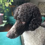 Nick Scalise - @nickscaliseak - Instagram