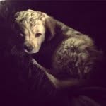 Nick Schrock - @magnusthemightymini - Instagram