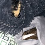 Snickerdoodle & Butterscotch - @snickersnscotch - Instagram