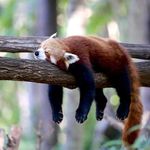 nick seale - @stoicpanda510 - Instagram