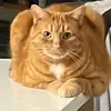 Nick Senior - @nick.senior - TikTok
