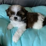 Nick Serra Xavier - @nickshihtzu4 - Instagram