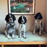 Nick, Artie and Olaf, Greek setters in PDX - @thepdxgreeks - Instagram