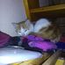 Nicky Shanklin - Facebook